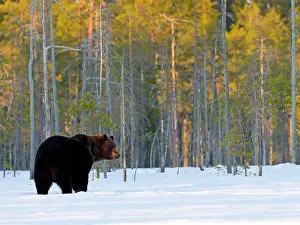 Finnish: European brown bear (Ursus arctos) adult, in snow