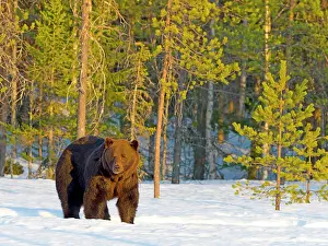 Finnish: European brown bear (Ursus arctos) adult, in snow