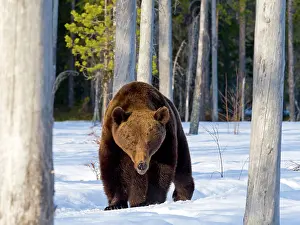 Finnish: European brown bear (Ursus arctos) adult, in snow