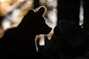 Slovenia: European brown bear (Ursus arctos arctos) in the