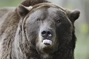 Partial View: European brown bear (Ursus arctos arctos)