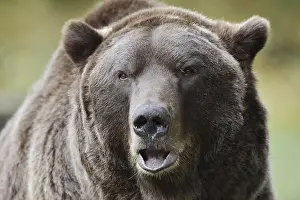 Partial View: European brown bear (Ursus arctos arctos)