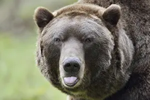 Partial View: European brown bear (Ursus arctos arctos)