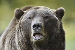 Partial View: European brown bear (Ursus arctos arctos)
