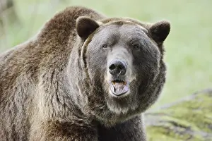 Partial View: European brown bear (Ursus arctos arctos)