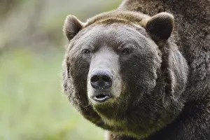Partial View: European brown bear (Ursus arctos arctos)