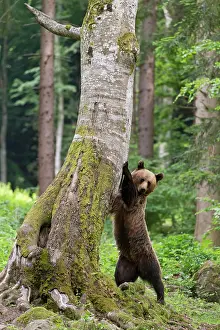 Romania: European Brown Bear (Ursus arctos arctos) adult