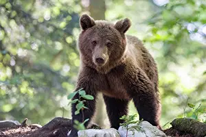 Slovenian: European brown bear (Ursus arctos arctos) in forest
