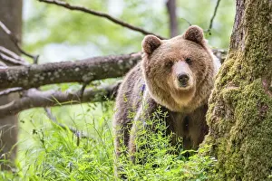 Slovenia: European brown bear (Ursus arctos arctos) in forest