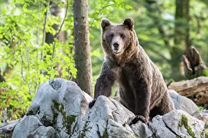 Slovenia: European brown bear (Ursus arctos arctos) in forest