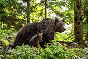 Slovenian: European brown bear (Ursus arctos arctos), mother