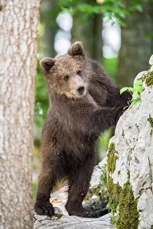 Slovenia: European brown bear (Ursus arctos arctos) standing