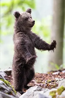 Slovenia: European brown bear (Ursus arctos arctos) standing