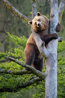 Climb: European Brown Bear (Ursus arctos), climbing in