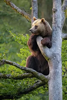 Climb: European Brown Bear (Ursus arctos), climbing in