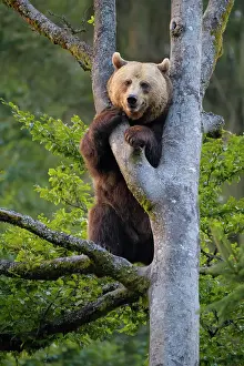 Climb: European Brown Bear (Ursus arctos), climbing in
