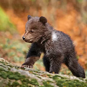 Wald: European brown bear (Ursus arctos), cub, 3 months