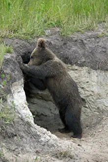 Swedish: European brown bear (Ursus arctos) cub at entran