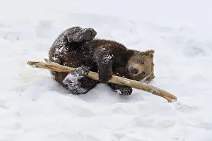020522: European Brown Bear (Ursus arctos), cub playing
