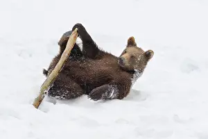 020522: European Brown Bear (Ursus arctos), cub playing
