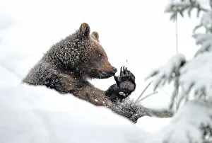 Coldness: European Brown Bear (Ursus arctos) cub sitting in