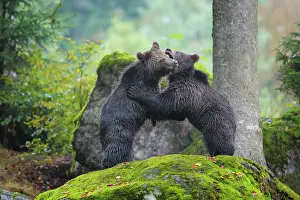 Attack: European Brown Bear (Ursus arctos), two cubs fighting