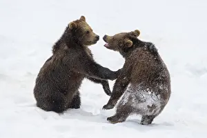 Attack: European Brown Bear (Ursus arctos), cubs fighting