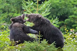 Attack: European Brown Bear (Ursus arctos), cubs fletching