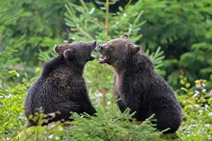 Attack: European Brown Bear (Ursus arctos), cubs fletching