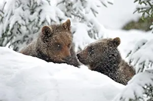 Coldness: European Brown Bear (Ursus arctos) cubs in the snow