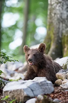 Slovenia: European Brown bear (Ursus arctos), in the forest