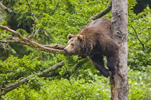 Wald: European Brown bear (Ursus arctos) hangs in a tree