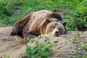 Wald: European Brown bear (Ursus arctos) lies on the ground