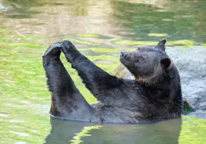 Bayerischer: European Brown bear (Ursus arctos) lies in the water