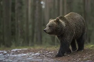 Race: European brown bear (Ursus arctos) roaming through a forest
