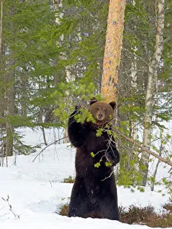 Finnish: European brown bear (Ursus arctos) rubbing against