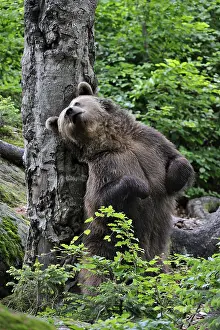 Rubbing: European Brown bear (Ursus arctos) rubbing its b