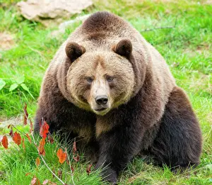 Bayerischer: European Brown bear (Ursus arctos) sitting on the