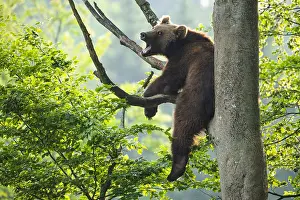 Wald: European Brown bear (Ursus arctos) sitting in a