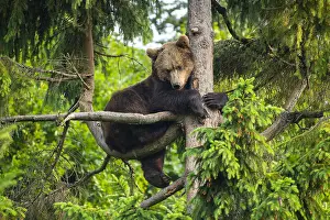 Wald: European Brown bear (Ursus arctos) sitting in a