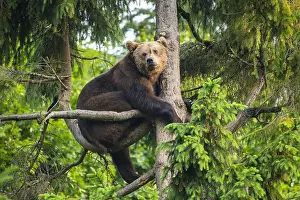 Wald: European Brown bear (Ursus arctos) sitting in a