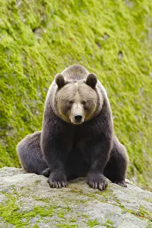 Wald: European Brown bear (Ursus arctos), sitting on rocks