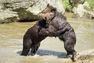 Wrestling: European Brown BEAR - young play-fighting