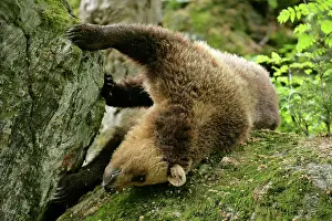 Playfully: European Brown Bear - young one rolling around