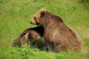 Embrace: European brown bears (Ursus arctos), cub with mother