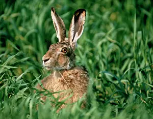 Startled: European Brown HARE