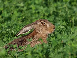 European / Brown Hare