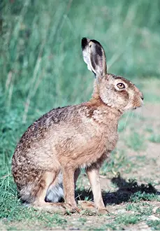 Hares: European Brown HARE