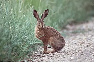 Hares: European Brown HARE