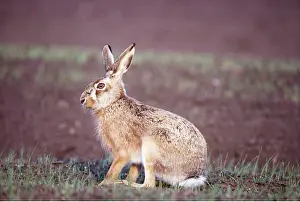 Hares: European Brown HARE